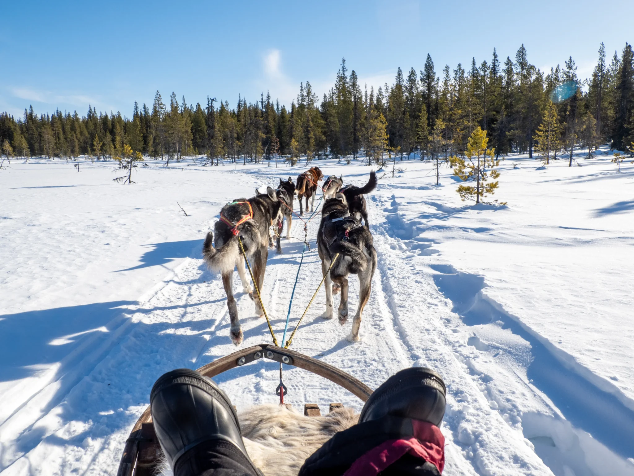 Persona su una slitta trainata da husky in un paesaggio innevato di foresta.